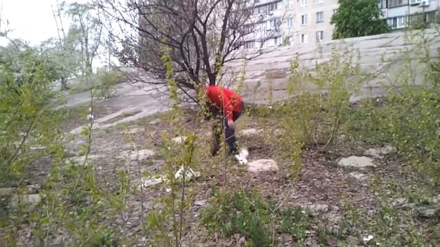 Для чего мы ловили голубя