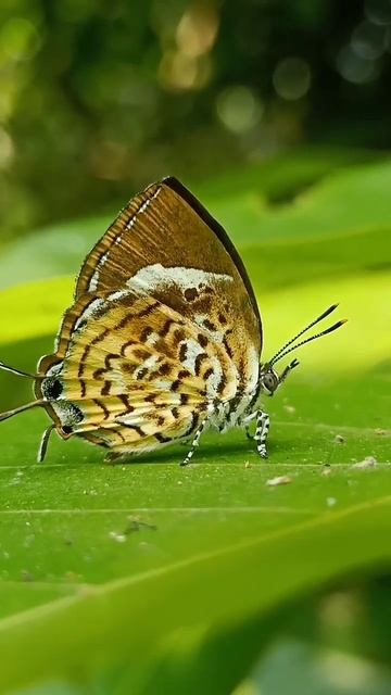 🦋Monkey Puzzle Butterfly #butterfly #nature #wildlife #photography #naturephotography