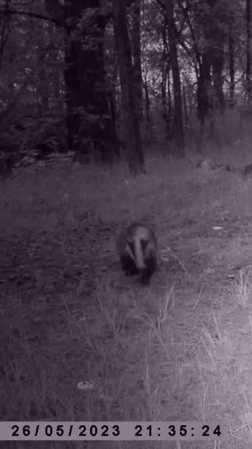 Красавец Барсук. #фотоловушка #animals #рек #лес #интересное #барсук