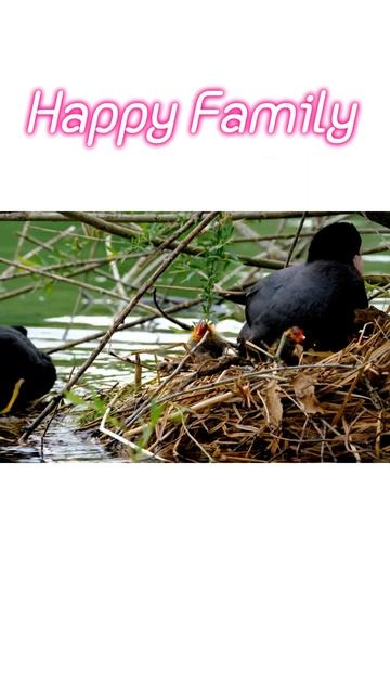 coot duck family