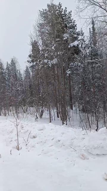 08.03.2025 г., СБ_34+км_апатитская длительная беговая тренировка_шоссейная