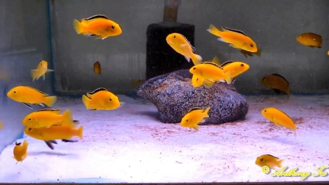 African Cichlids Electric Yellow - HD