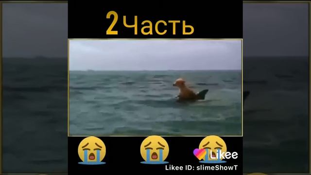 Дельфин спас жизнь собаки