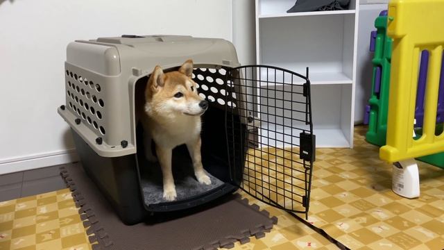 ご飯で心が落ちつかず右往左往する柴犬