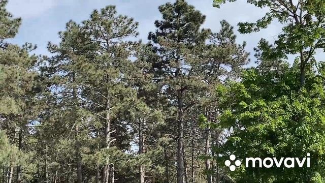 231ч🏡01.05.24-Отвечаю на комментарии/Мир не берет 🪿