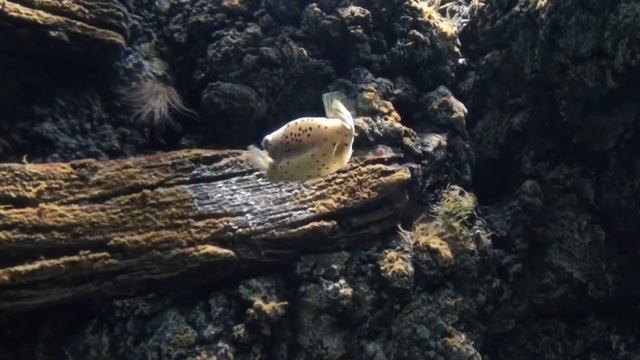 Yellow Boxfish (Ostracion cubicus)