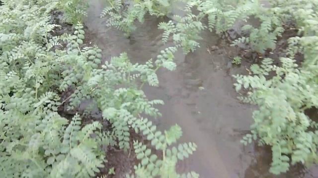 डालर चने की फसल मे सिचाई की मुख्य सावधानीया!डालर चने की फसल मे सिचाई के समय  कौन से खाद,फंगीसाइड दे