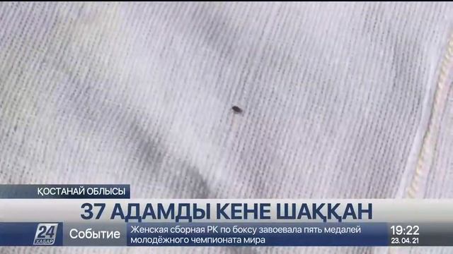 Қостанай облысында 37 адамды кене шақты