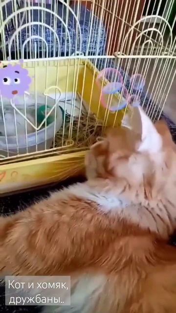 Кот и хомяк, дружбаны...