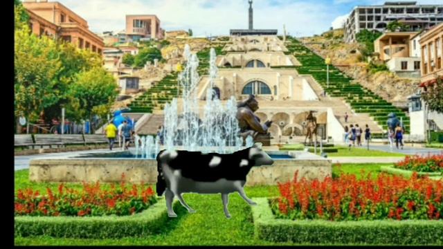 Польская корова флексит в Армении