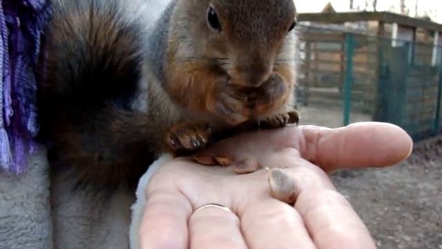 Squirrel (Белка лопает арехи)