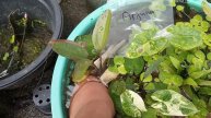How to njabut Echinodorus Arjuna