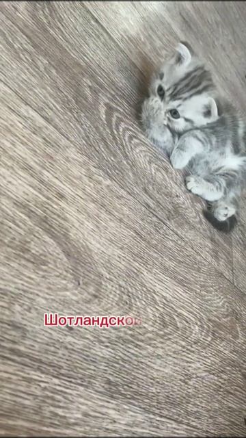 История Сэмма "начало", маленький котёнок 😺
