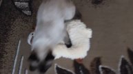 Кот топтун/The cat treads toy