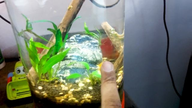 First Breed Discus Fish Batch Sold