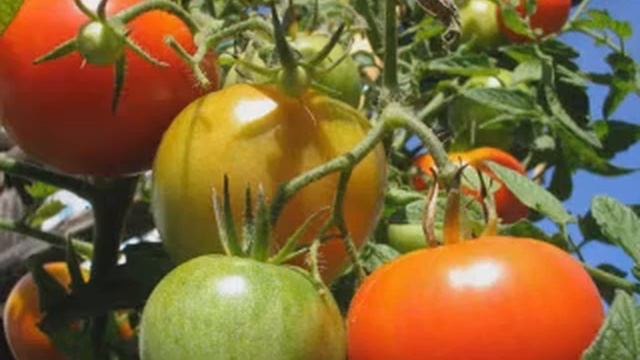 Il tempo dei pomodori