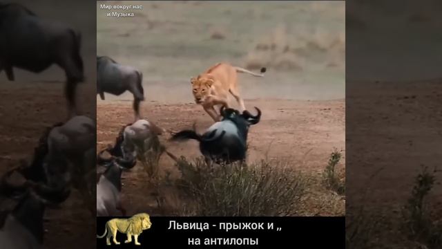 И КТО ЗДЕСЬ ... СВИНЬЯ ..