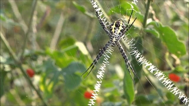 Nephila Clavipes, Golden Silk Orbweaver, A  Kattupadi, India, 17 January 2018