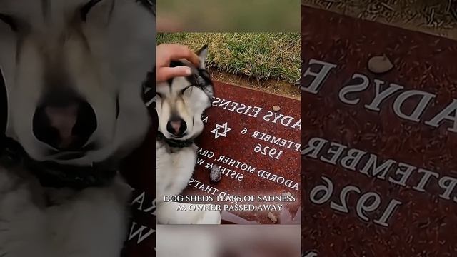 животные😭☺