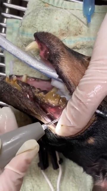 Unbelievable 😱 Cleaning Dog Teeth 🦷. #dogs #shorts