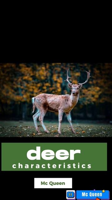 deer characteristics #deer #shortvideo