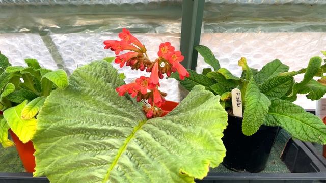 RARE Blooming EVENT! 😲 'Practically Impossible' to Grow at Home??