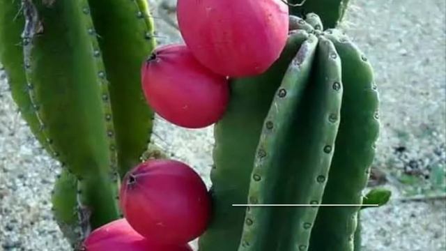 Cactus popular varieties, types and names [20+]