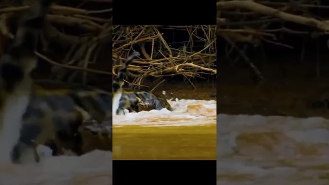 Охота хищной кошки
