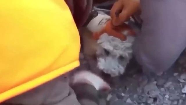 У щенка не было шансов выжить после землетрясения. Спасатели сделали невозможное!