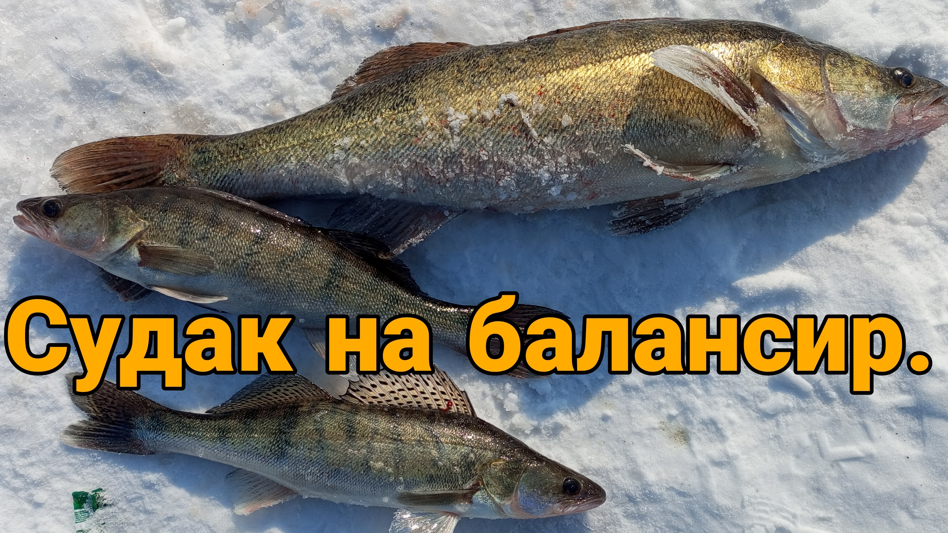 Огромный судак