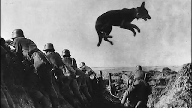 🐕Псы войны собаки: Герои ВОВ - которые перегрызли горло фашизму