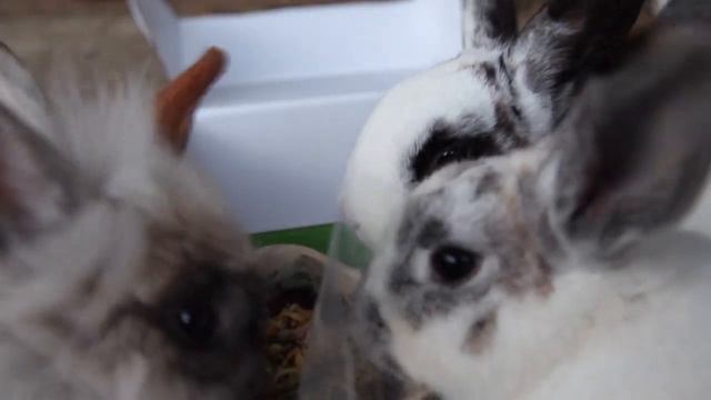 Unboxing bunnies that lunch saint Valentin