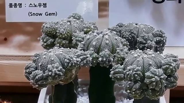 선인장,다육식물
