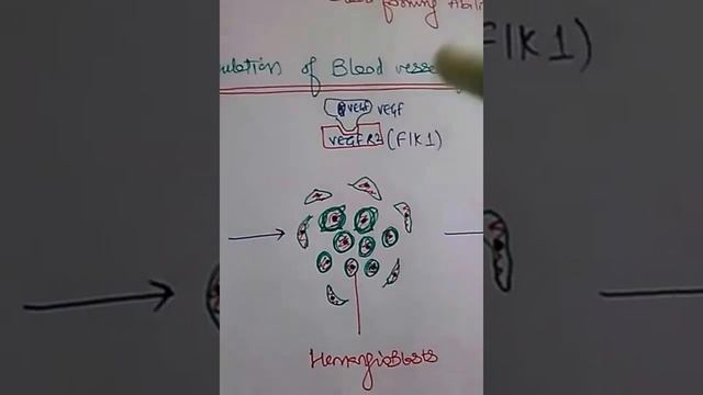 Vasculogenesis