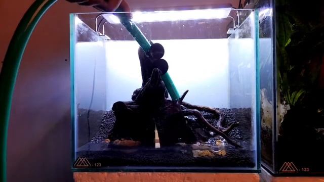 Tank Natural Aquascape, Tanaman Low Light