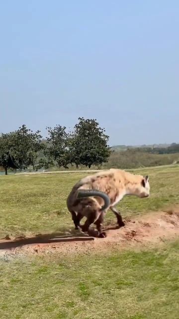 Hyena transforms into a guard with a knife and guards wild animals at close range. Animals’ confusi