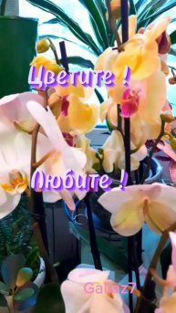 С Праздником 8 Марта! Счастья, Любви, Цветов!