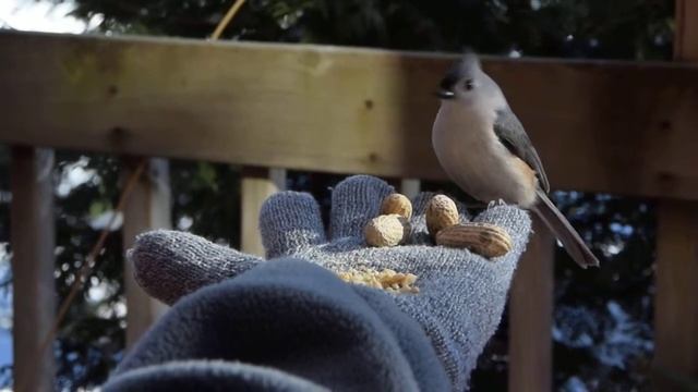 Mésange   Huppé...