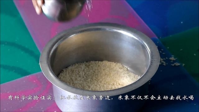 大米中的“米象”，它們一生只吃糧食不喝水，不會渴嗎？
