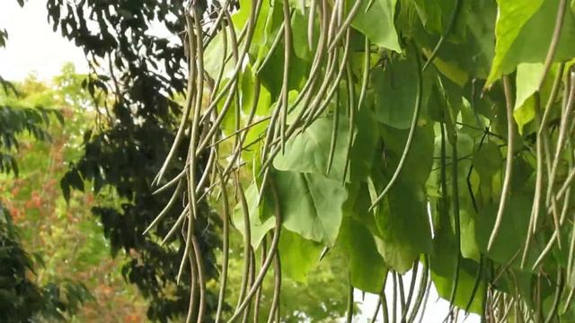 Catalpa bignonioides