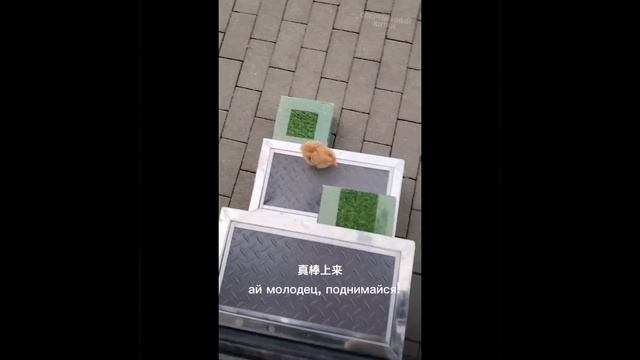 Слушаются