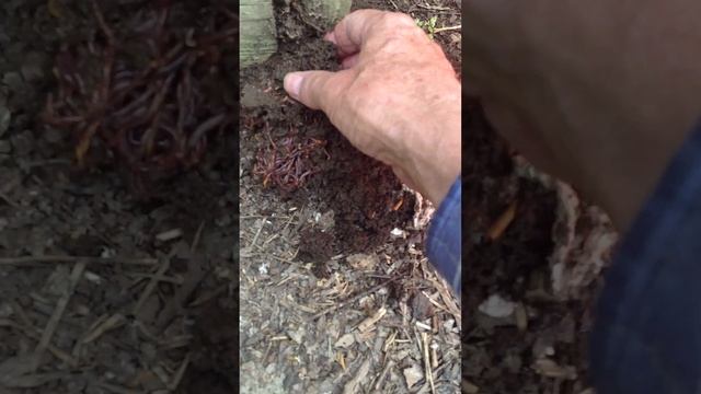 WORM CASTINGS [Part 1]