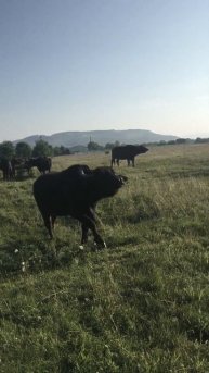 Sound bull, bull cry, bellowing, growl buffalo|Звук, крик буйвола,мычание,Рев буйволів rev buyvoliv