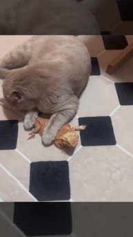 Кот и его друг игуана