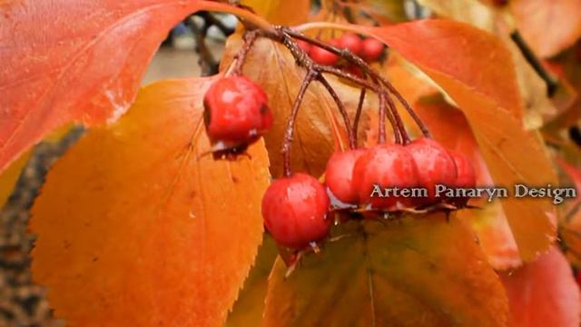 Донецк осенний в фотографиях Артёма Панарина