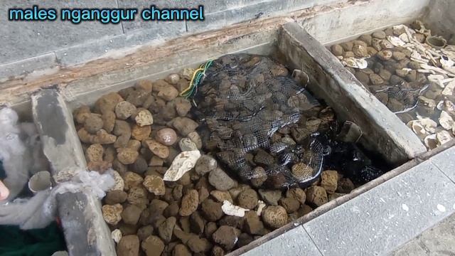 urutan media filter kolam koi || air jernih tanpa kuras