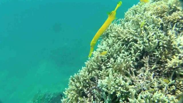 へらやがら Trumpetfish 中華管口魚