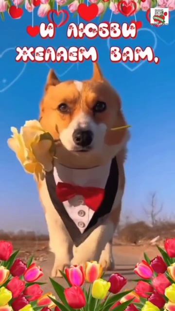 С 8 Марта Милые Дамы 🌞🌷❤️😻🐶 (Спасибо нашей Зрительнице Елене за такое красивое видео 😻🙏❤️)