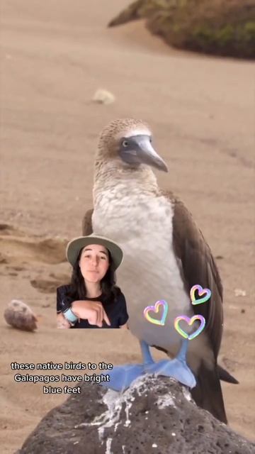 Discover the Galapagos: 3 mins blowing facts 🤯#galápagos #hiking #womenempowerment #womenstravel