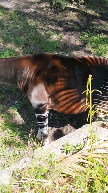 Муфлон красавчик #zoo #Miami #animals #животные #зоопарк #вмиреживотных